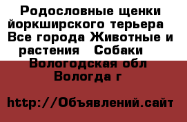 Родословные щенки йоркширского терьера - Все города Животные и растения » Собаки   . Вологодская обл.,Вологда г.